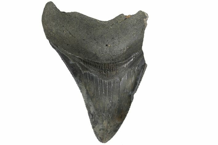 Partial Megalodon Tooth - South Carolina #170528